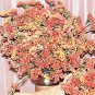 Statice Sunset Mix 500 seeds