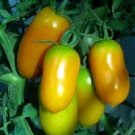 Tomato Amish Gold 250 seeds Tomato Amish Gold 250 seeds