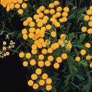 Tanacetum Misc vulgare Gold Sticks 1,000 seeds Tanacetum Misc vulgare Gold Sticks 1,000 seeds