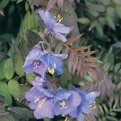 Polemonium yezoense Purple Rain 250 seeds Polemonium yezoense Purple Rain 250 seeds