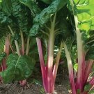 Swiss Chard Peppermint 250 seeds