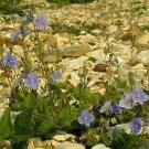 Teucrium chamaedrys 500 seeds Teucrium chamaedrys 500 seeds