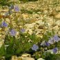 Teucrium chamaedrys 500 seeds