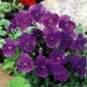 Viola cornuta Admiration 1,000 seeds