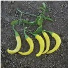 Pepper Hot Cayenne Golden 250 seeds Pepper Hot Cayenne Golden 250 seeds