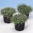 Sagina (Irish Moss) subulata Irish Moss PL 1,000 seeds Sagina (Irish Moss) subulata Irish Moss PL 1,000 seeds