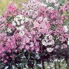 Phlox paniculata Select Mix 100 seeds