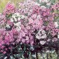 Phlox paniculata Select Mix 100 seeds