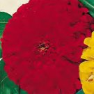 Zinnia Sun Red 100 seeds Zinnia Sun Red 100 seeds