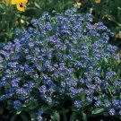 Myosotis sylvatica Compindi 500 seeds Myosotis sylvatica Compindi 500 seeds