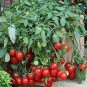 Tomato Cherry Falls 100 seeds
