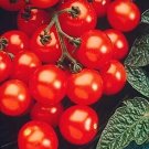 Tomato Husky Cherry Red 250 seeds Tomato Husky Cherry Red 250 seeds