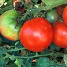 Tomato Marglobe 250 seeds