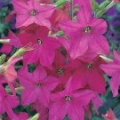 Nicotiana Perfume Bright Rose 500 seeds Nicotiana Perfume Bright Rose 500 seeds