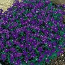 Lobelia Moon Blue Blue 1,000 seeds Lobelia Moon Blue Blue 1,000 seeds