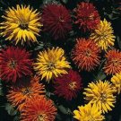 Zinnia Mini-Cactus Mix 250 seeds Zinnia Mini-Cactus Mix 250 seeds