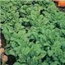 Spinach Early Hybrid #7 250 seeds Spinach Early Hybrid #7 250 seeds