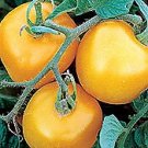 Tomato Yellow Perfection 250 seeds Tomato Yellow Perfection 250 seeds