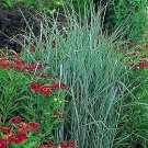 Panicum virgatum Strictum Switchgrass 1,000 seeds Panicum virgatum Strictum Switchgrass 1,000 seeds