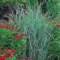 Panicum virgatum Strictum Switchgrass 1,000 seeds