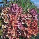 Verbascum Southern Charm PL 100 seeds
