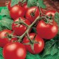 Tomato Moneymaker 250 seeds