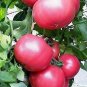 Tomato Pink Lady 250 seeds