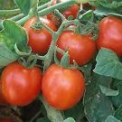 Tomato Large Red Cherry 250 seeds Tomato Large Red Cherry 250 seeds