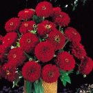 Zinnia Benary Giant Deep Red 250 seeds