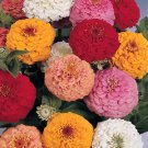 Zinnia Oklahoma Mix 500 seeds
