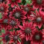 Rudbeckia hirta Cherry Brandy 250 seeds