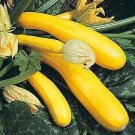 Squash Summer Gold Rush (Zucchini) 100 seeds