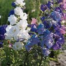 Campanula med. calycanthema Cup & Saucer Mix 5,000 seeds Campanula med. calycanthema Cup & Saucer Mix 5,000 seeds