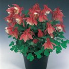 Aquliegia Cameo Rose & White 100 seeds