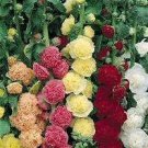 Alcea rosea Chater Mix 250 seeds Alcea rosea Chater Mix 250 seeds