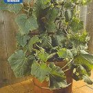 Cucumber Salad Bush 100 seeds Cucumber Salad Bush 100 seeds