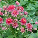 Aquilegia vulgaris Clementine Red 100 seeds Aquilegia vulgaris Clementine Red 100 seeds