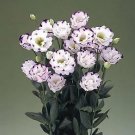 Lisianthus Arena Blue Picotee III 250 seeds Lisianthus Arena Blue Picotee III 250 seeds