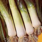 Leek American Flag Large 1,000 seeds Leek American Flag Large 1,000 seeds