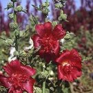Alcea rosea Queeny Red 250 seeds Alcea rosea Queeny Red 250 seeds
