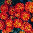 Marigold Zenith Red 250 seeds