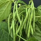 Bean Derby (Green Bush) 250 seeds Bean Derby (Green Bush) 250 seeds