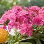 Lewisia cotyledon Elise Ruby Red 100 seeds