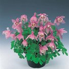 Aquilegia Cameo Pink & White 100 seeds