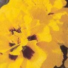 Marigold Safari Yellow Fire 1,000 seeds