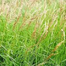 Calamagrostis canadensis 1,000 seeds