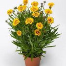 Coreopsis grandiflora Andiamo 250 seeds