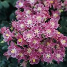 Aquilegia Winky Single Rose-Rose 250 seeds