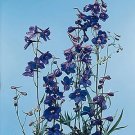 Delphinium belladonna Bellamosum 500 seeds