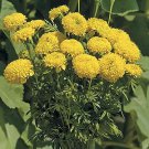 Marigold Cortez Yellow 1,000 seeds